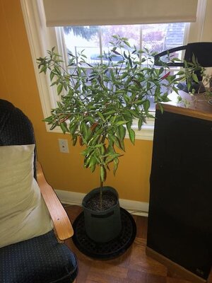 IMG_6962.jpeg