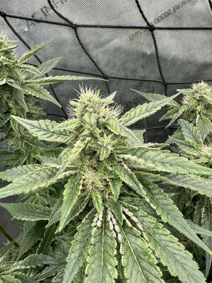 IMG_7342.jpeg