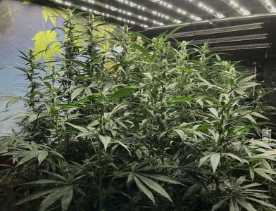 IMG_2526[1].jpeg