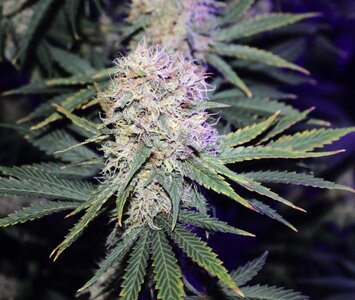 Oct 3 Grape Skunk.JPG