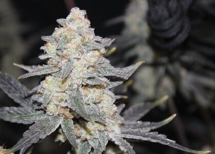 Oct 18 Zamal Dreams.JPG