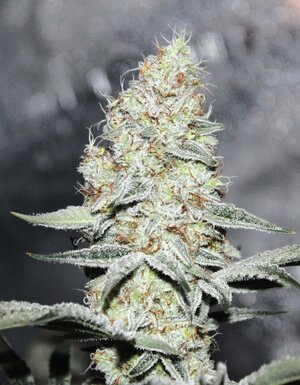 Oct 18 ZamalDreams.JPG