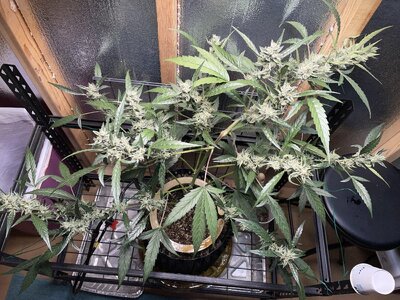 IMG_2959.jpeg IMG_2959.jpeg