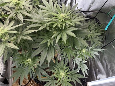 IMG_2960.jpeg IMG_2960.jpeg