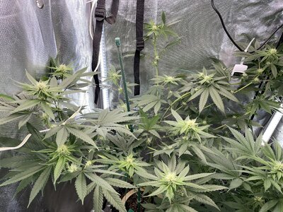 IMG_2961.jpeg IMG_2961.jpeg