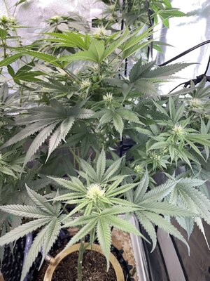 IMG_2963.jpeg IMG_2963.jpeg