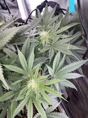 IMG_2964.jpeg IMG_2964.jpeg