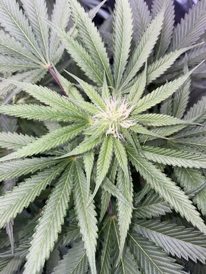 IMG_2965.jpeg IMG_2965.jpeg