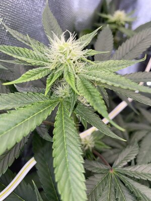 IMG_2966.jpeg IMG_2966.jpeg