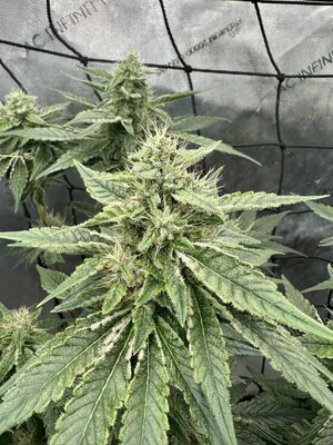 IMG_7382.jpeg