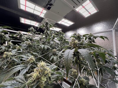 IMG_9199.jpeg IMG_9199.jpeg