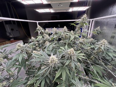 IMG_9201.jpeg IMG_9201.jpeg