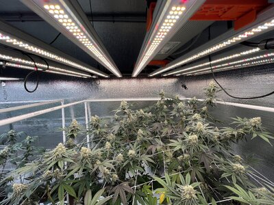 IMG_9202.jpeg IMG_9202.jpeg