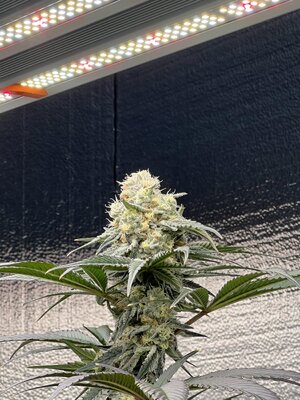 IMG_9203.jpeg IMG_9203.jpeg