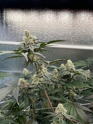 IMG_9205.jpeg IMG_9205.jpeg