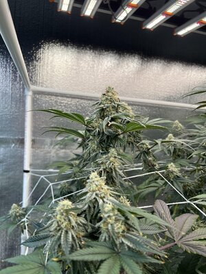 IMG_9208.jpeg IMG_9208.jpeg