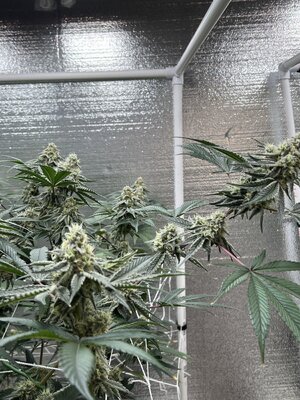 IMG_9192.jpeg IMG_9192.jpeg