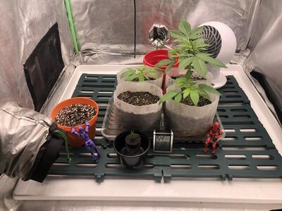 IMG_7141.jpeg IMG_7141.jpeg