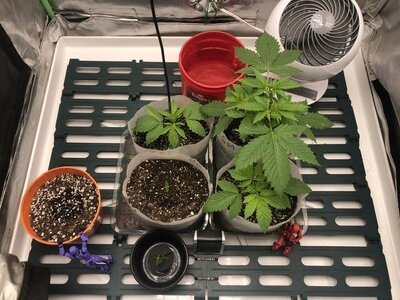 IMG_7142.jpeg IMG_7142.jpeg