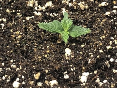 IMG_7144.jpeg IMG_7144.jpeg