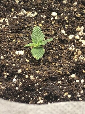 IMG_7143.jpeg IMG_7143.jpeg