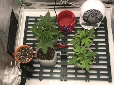 IMG_7194.jpeg IMG_7194.jpeg