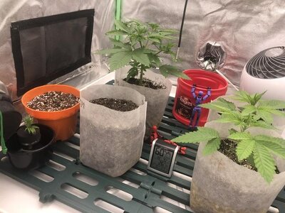 IMG_7195.jpeg IMG_7195.jpeg