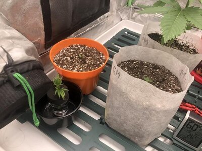 IMG_7196.jpeg IMG_7196.jpeg