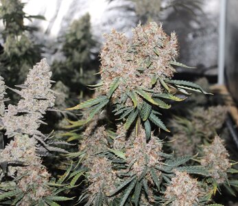 Oct 26 Grape Skunk 1.JPG