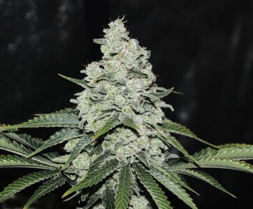 Oct 26 Zam Dreams 2.JPG