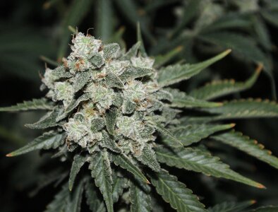 Oct 26 Zam Dreams 3.JPG