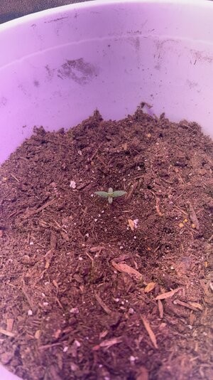 IMG_3696.jpg IMG_3696.jpg