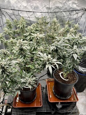 IMG_7459.jpeg IMG_7459.jpeg