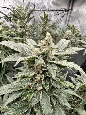 IMG_7465.jpeg IMG_7465.jpeg