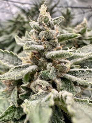 IMG_7464.jpeg IMG_7464.jpeg