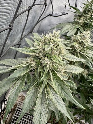 IMG_7463.jpeg IMG_7463.jpeg