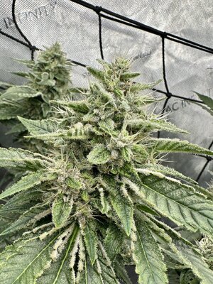 IMG_7462.jpeg IMG_7462.jpeg