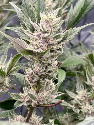 IMG_7460.jpeg IMG_7460.jpeg