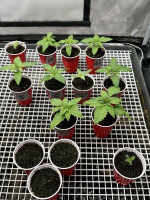 IMG_7458.jpeg IMG_7458.jpeg