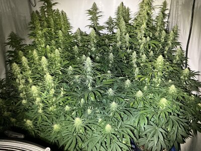 1761706467944.jpeg 1761706467944.jpeg