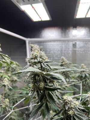 IMG_9232.jpeg IMG_9232.jpeg