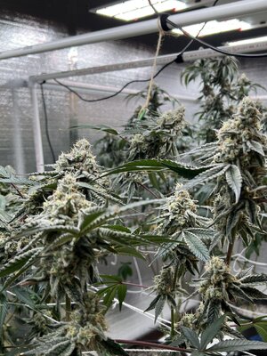 IMG_9233.jpeg IMG_9233.jpeg