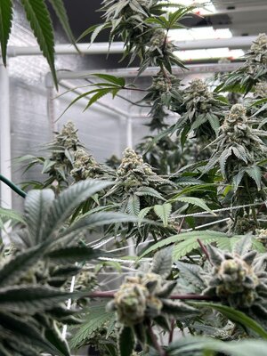 IMG_9234.jpeg IMG_9234.jpeg