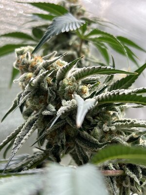 IMG_9236.jpeg IMG_9236.jpeg