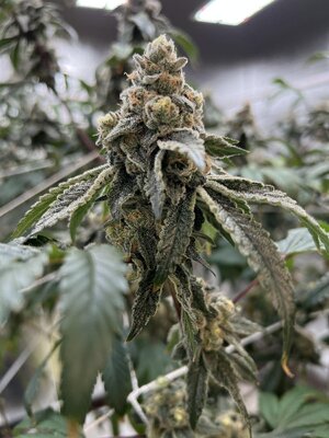 IMG_9237.jpeg IMG_9237.jpeg