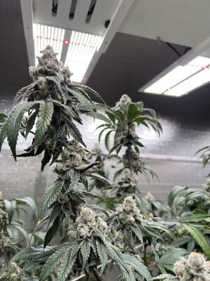 IMG_9238.jpeg IMG_9238.jpeg