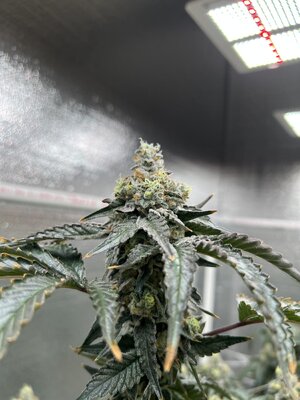 IMG_9239.jpeg IMG_9239.jpeg