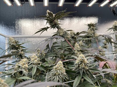 IMG_9241.jpeg IMG_9241.jpeg