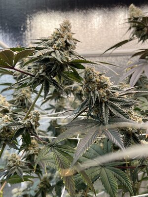 IMG_9242.jpeg IMG_9242.jpeg