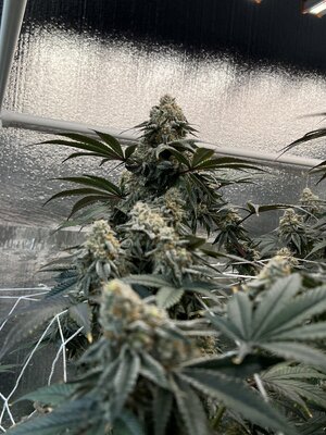 IMG_9243.jpeg IMG_9243.jpeg